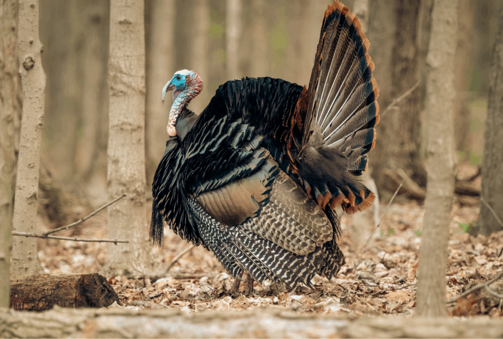 Where Did All the Turkeys Go? Christmas Creep Is Taking Over America.