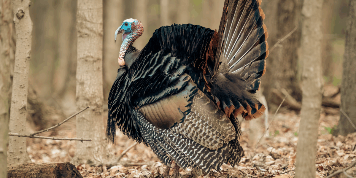Where Did All the Turkeys Go? Christmas Creep Is Taking Over America.