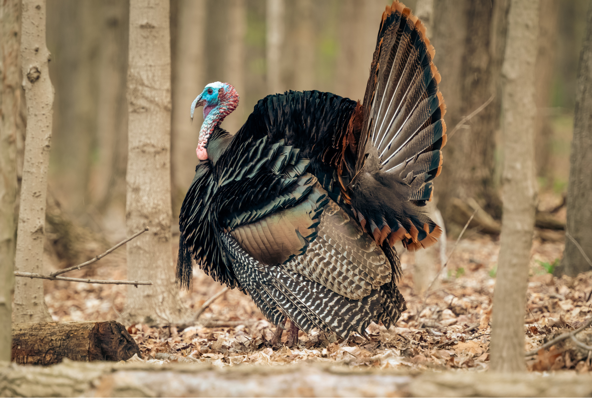 Where Did All the Turkeys Go? Christmas Creep Is Taking Over America.